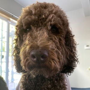 Meet your Posher, James